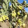 Fruits at Dolores Hidalgo, Guanajuato