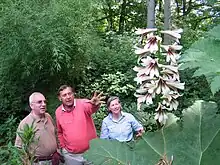 A plant of C. giganteum var. yunnanense growing at Jardin Jungle Karlostachys in France