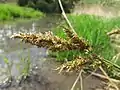 Greater tussock-sedge