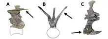 Three views of the caudal ribs on vertebrae