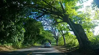 Puerto Rico Highway 165 in Río Lajas