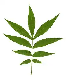 Leaf