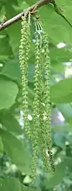 Catkins of male flowers