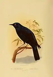 Illustration from Cassell's Book of Birds, c. 1875