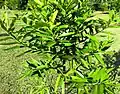 Foliage of a young tree