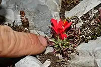 Castilleja bella is an especially low-growing member of the Castilleja genus.