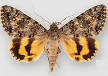 Catocala andromacheAndromache underwing