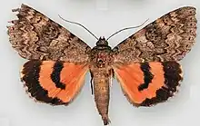 Catocala hermia f. dianthaHermia underwing