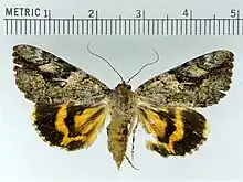 Catocala micronymphalittle nymph underwing