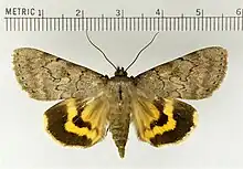 Catocala serenaserene underwing