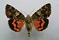 Catocala sponsadark crimson underwing