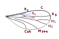 Catochini wing veins