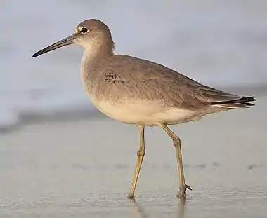 Willet