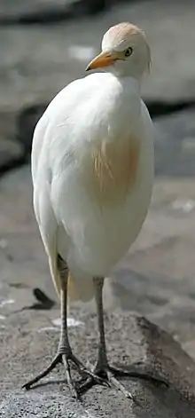 Garza ganadera(Bubulcus ibis)