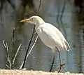 Cattle egret (Bubulcus ibis) near the reservoir