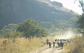 Cattle herding Duty for a boy from nearby Magomana village