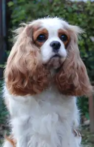 A Blenheim Cavalier King Charles spaniel looking at the camera.