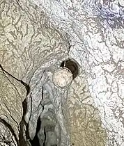 Spelungula egg sac in Cavern Creek Cave