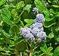 Ceanothus griseus variation horizontalis