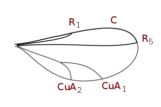 Cecidomyiinae wing veins