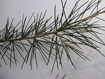 Close-up of leaves