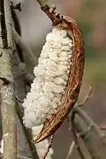 Single dehiscent fruit revealing kapok-surrounded seeds