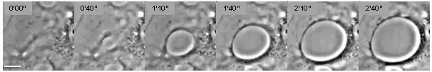 Snapshot sequence of cellular dewetting