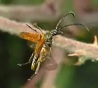 In flight