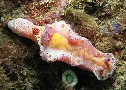 Ceratosoma brevicaudatum