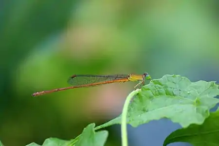 Ceriagrion olivaceum auraniacum male