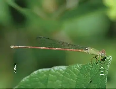 Ceriagrion olivaceum female