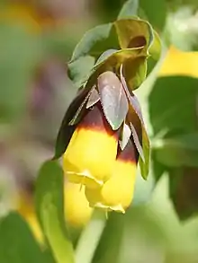 Close-up of flower