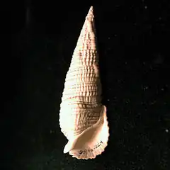 Cerithium dalli