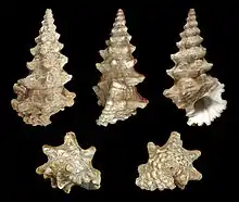 Cerithium nodulosum