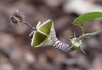 Ceropegia distincta