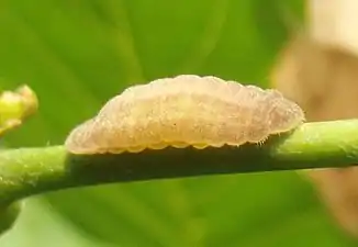 Larva