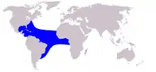 Clymene dolphin range