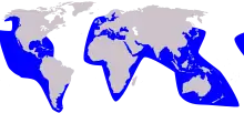 False killer whale range