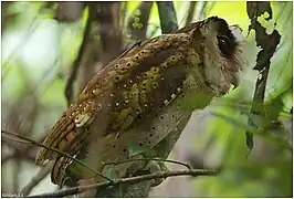 Sri Lanka bay owl at Arippa forest, Trivandrum, Kerala, India