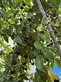 Ceylon gooseberries, Florida