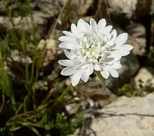 Desert PincushionChaenactis fremontii