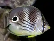 Foureye butterflyfish (Chaetodon capistratus) has false eyes near tail and disruptive eye mask concealing eye