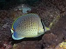 Peppered butterflyfishChaetodon (Exornator) guttatissimus