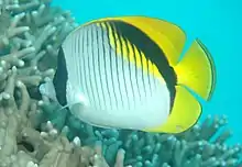 Lined butterflyfishChaetodon (Rabdophorus) lineolatus