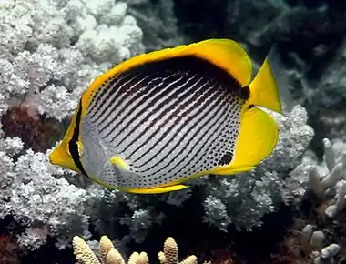 Blackback butterflyfishChaetodon (Rabdophorus) melannotus