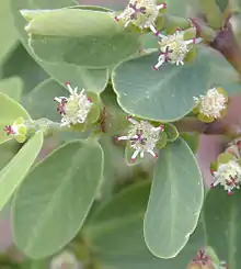 Euphorbia celastroides