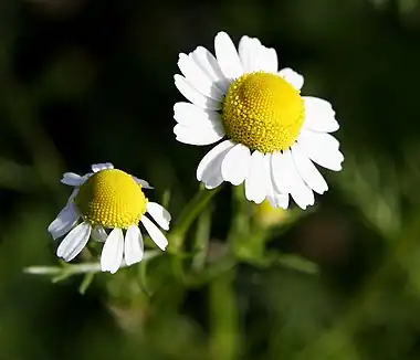 Matricaria chamomilla (calathid)