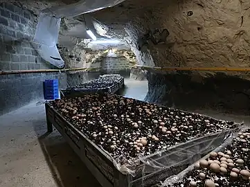 Brown variety grown in a quarry