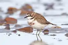 Image of Double-banded Plover (Charadrius bicinctus) transitioning to breeding plumage.