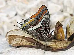 adult C. jasius, feeding